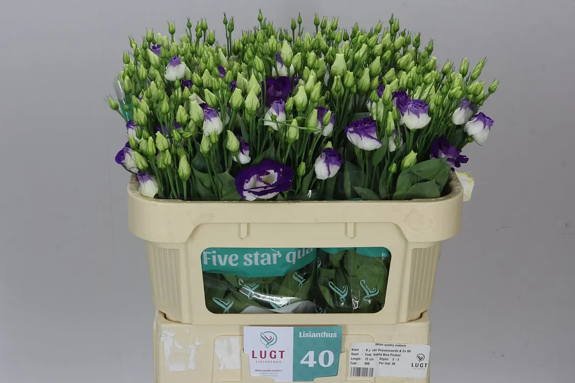 Eustóma plnokvetá Rosita Blue Picotee • 72 cm