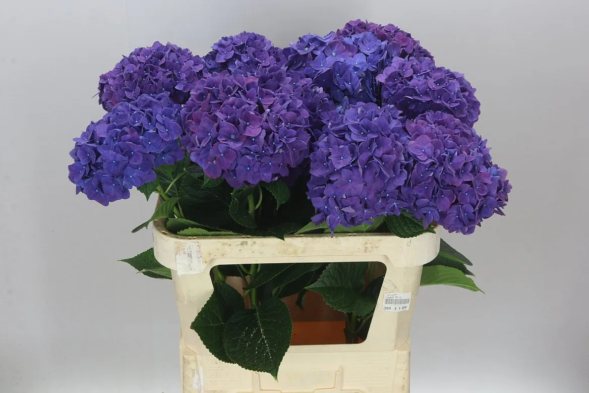 Hortenzia Rodeo Purple • 80 cm