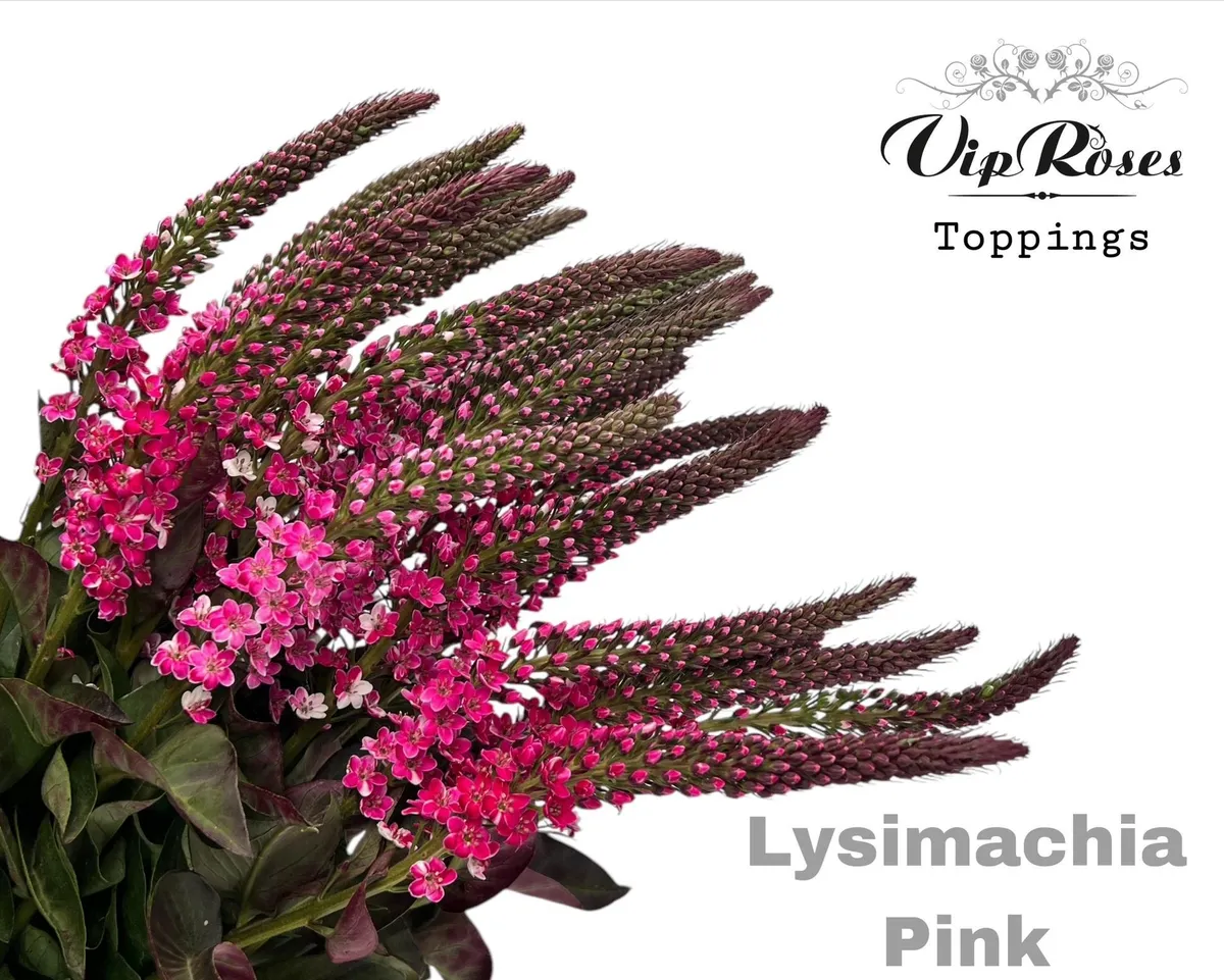 Lysimachia Pink • 70 cm