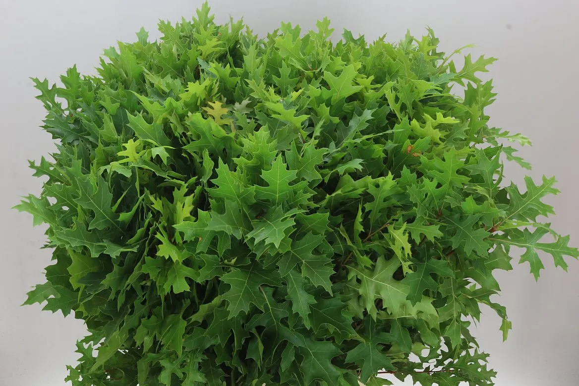 Quercus Palustrus • 80 cm