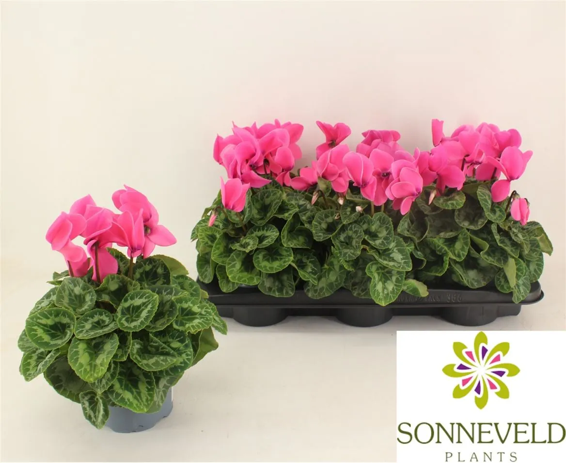 Cyclamen Gr Halios Roze • črepník 13 cm