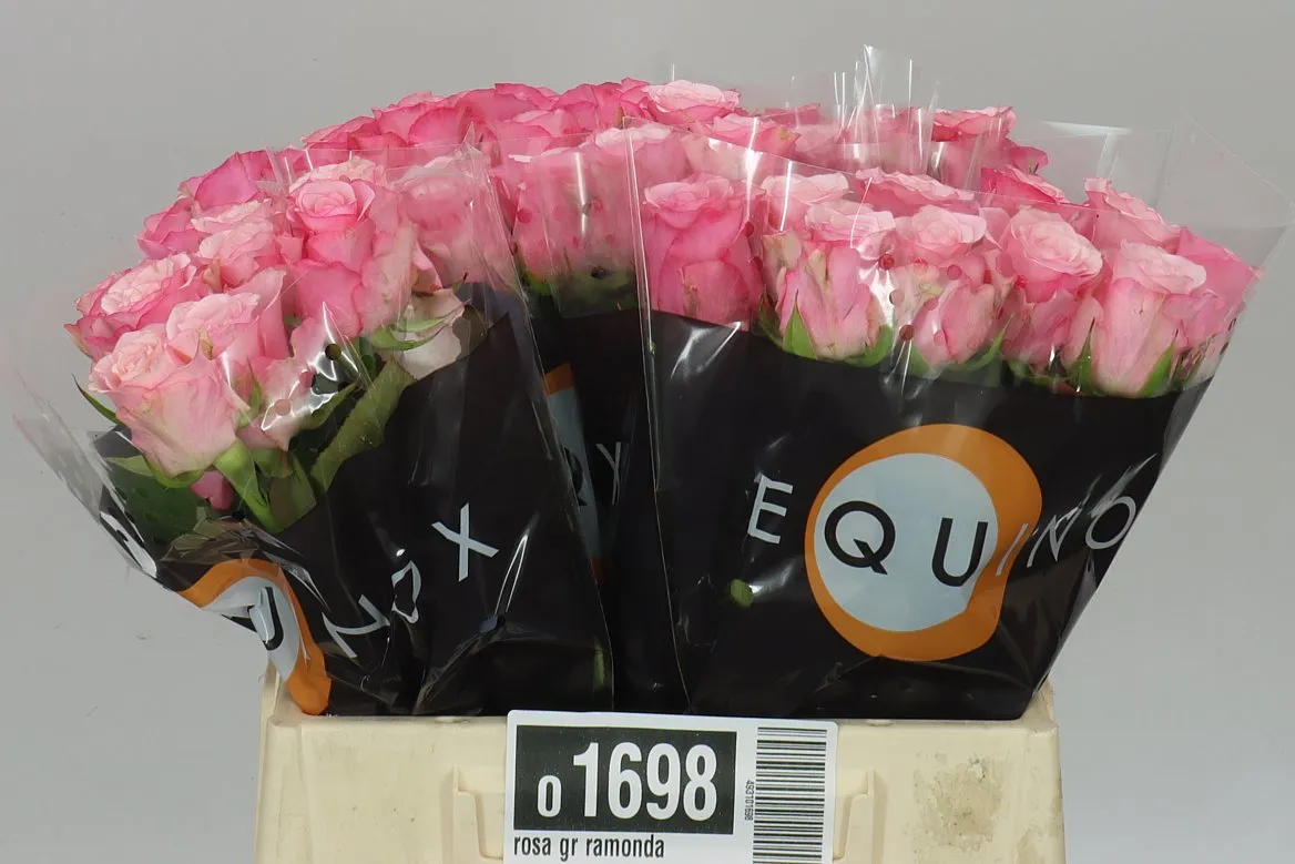 Rosa Gr Ramonda • 40 cm