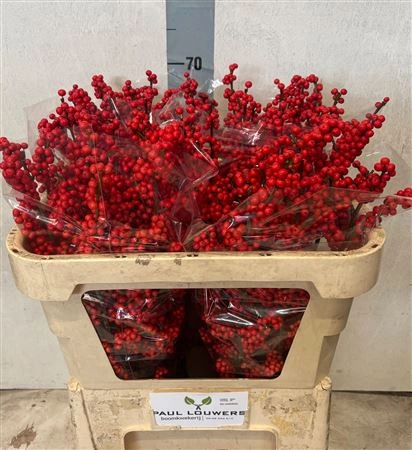 Ilex Verticillata • 75 cm