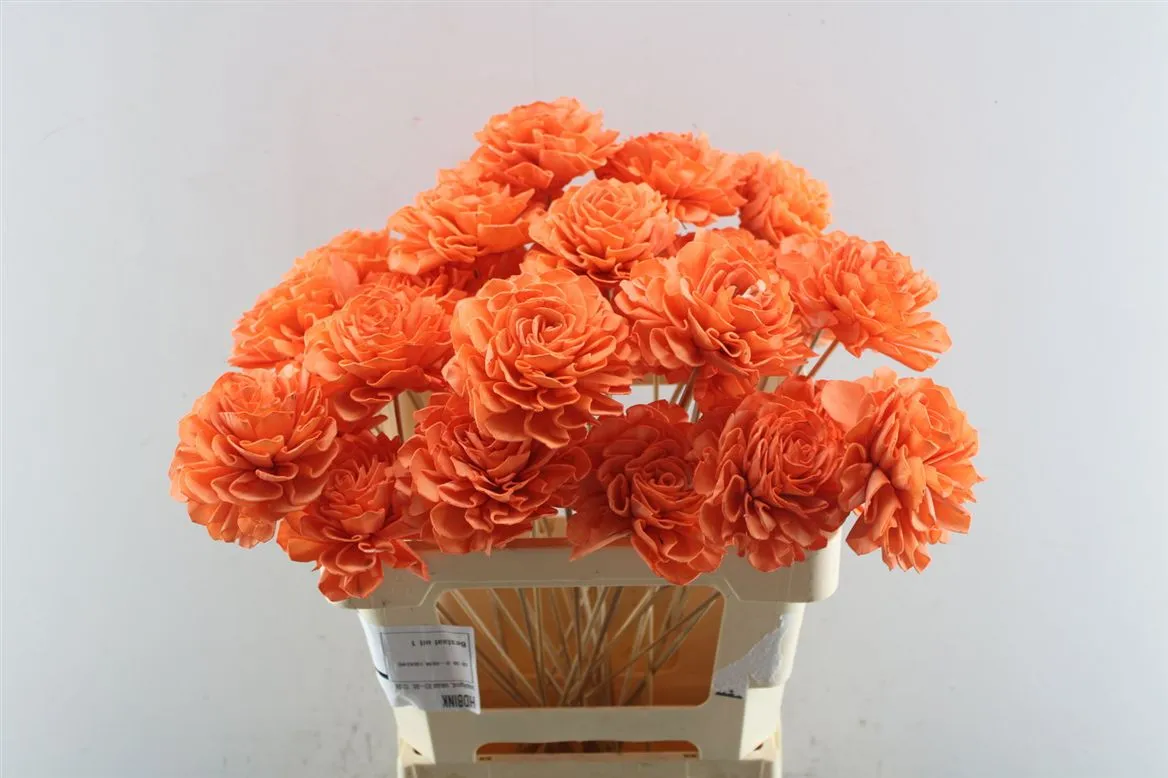 Dahlia Orange 10 Cm, sušené • 50 cm