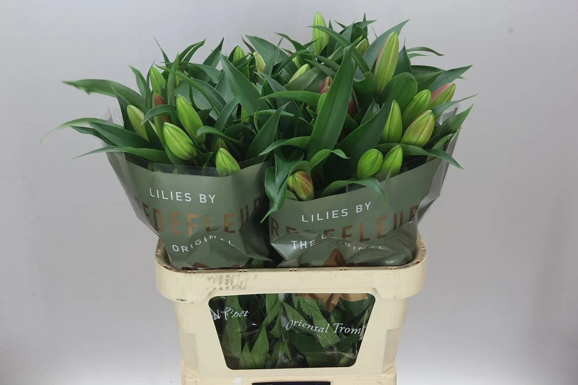 Lil Or Carbonero • 85 cm