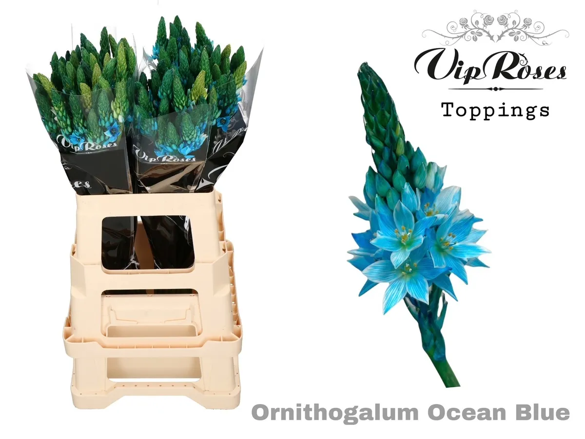 Ornithogalum Mount Fuji Ocean Blue • 60 cm