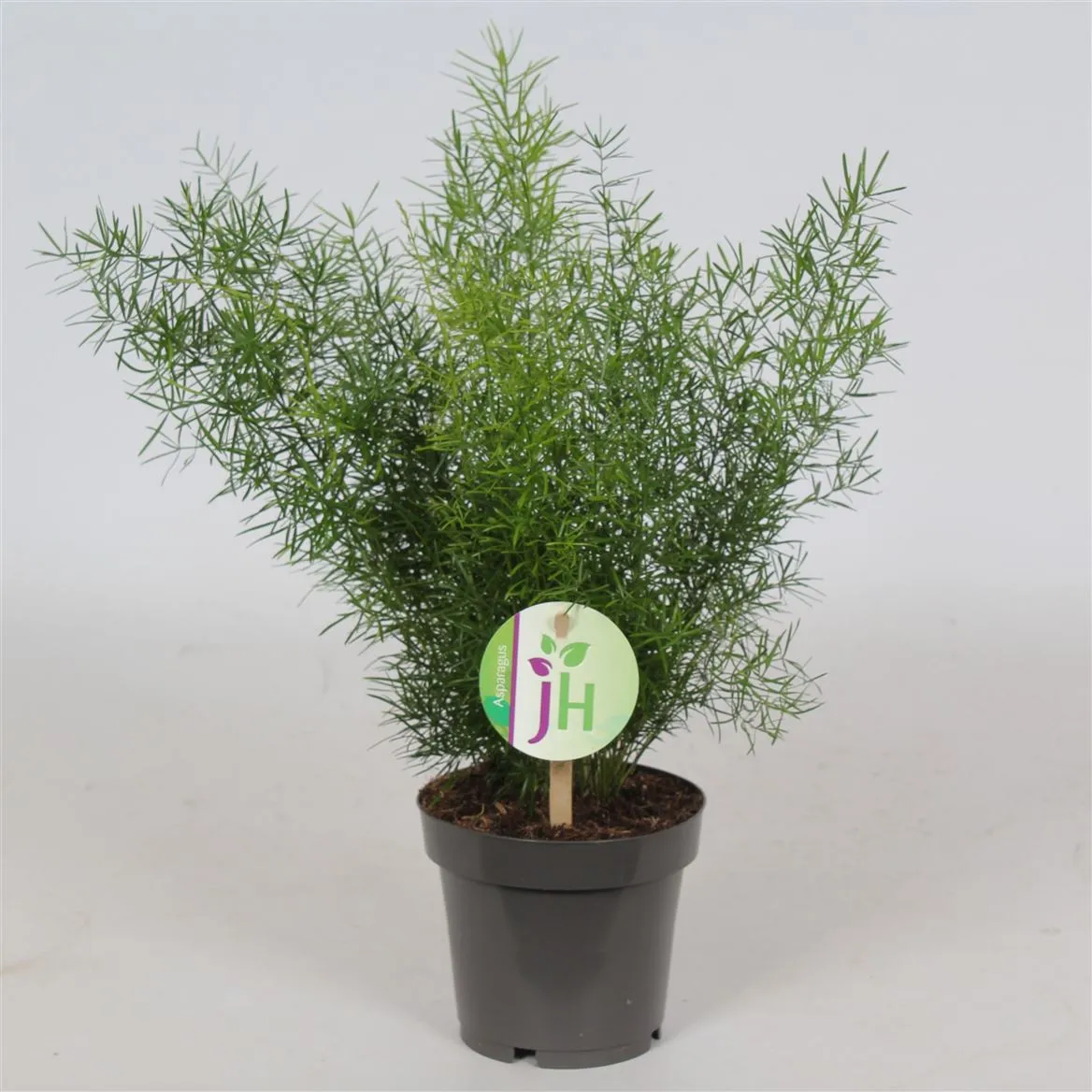 Asparagus 'sprengeri' • črepník 12 cm