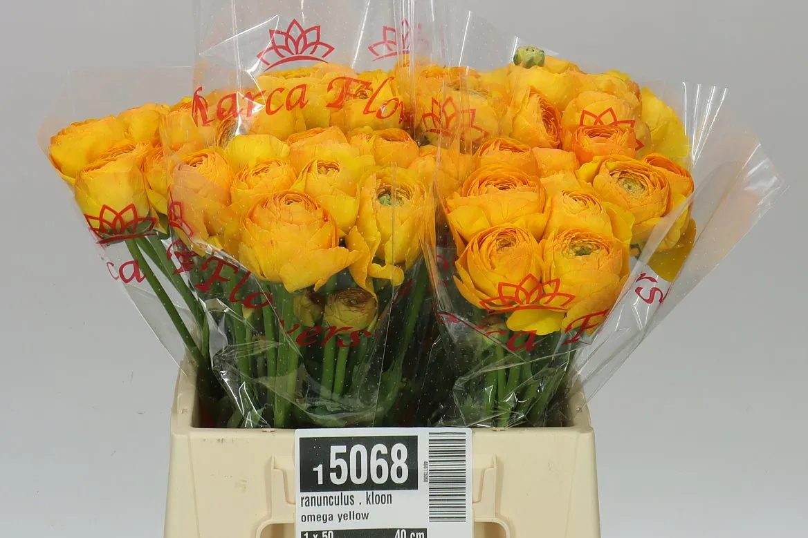 Iskerník . Kloon Omega Yellow • 40 cm
