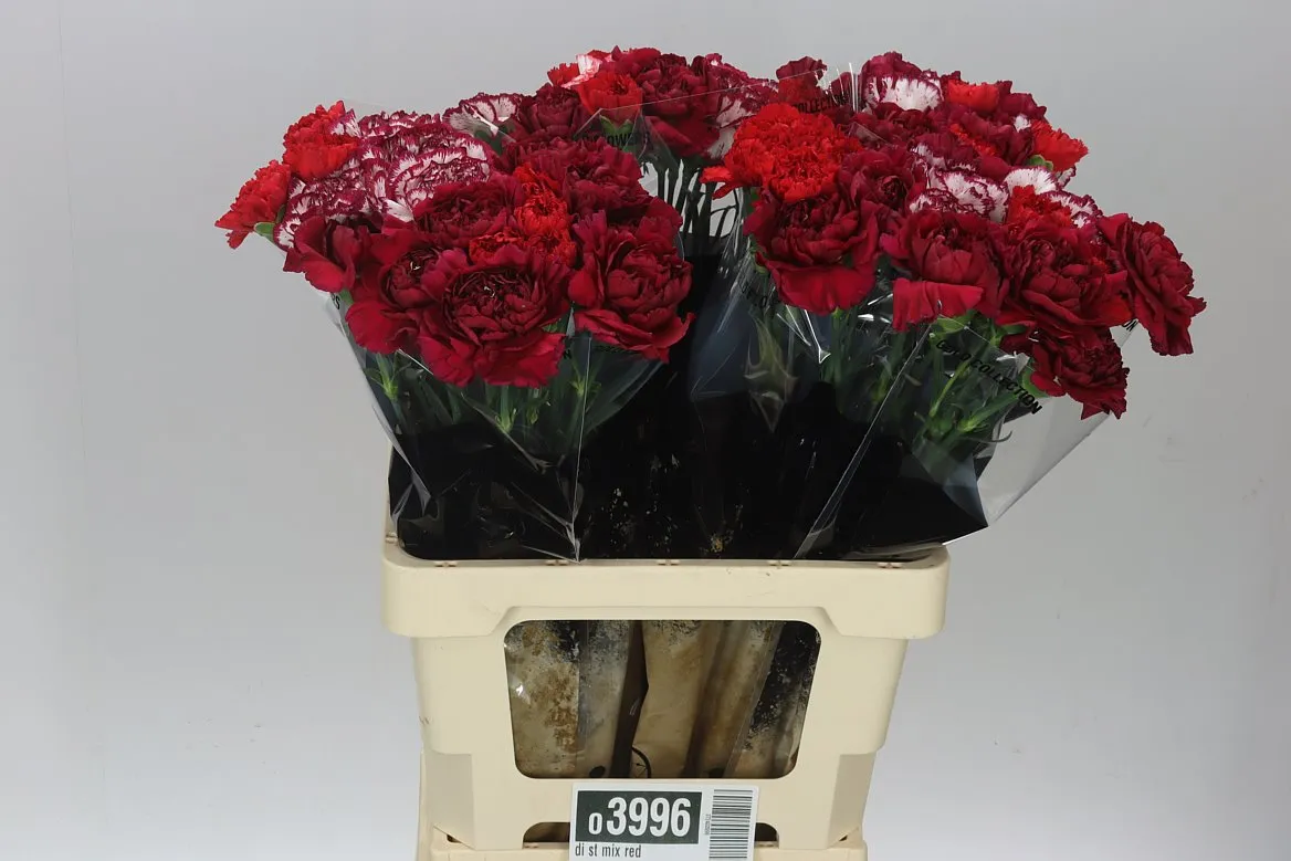 Di St Mix Red • 65 cm