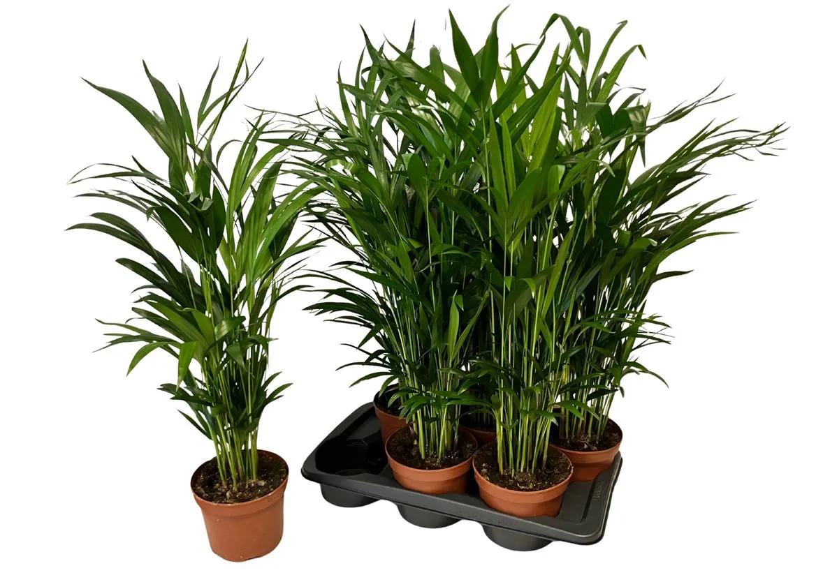 Chrysalidocarpus Areca • črepník 17 cm