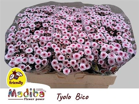 Chryzantéma santini Mad Bico Tyolo • 55 cm
