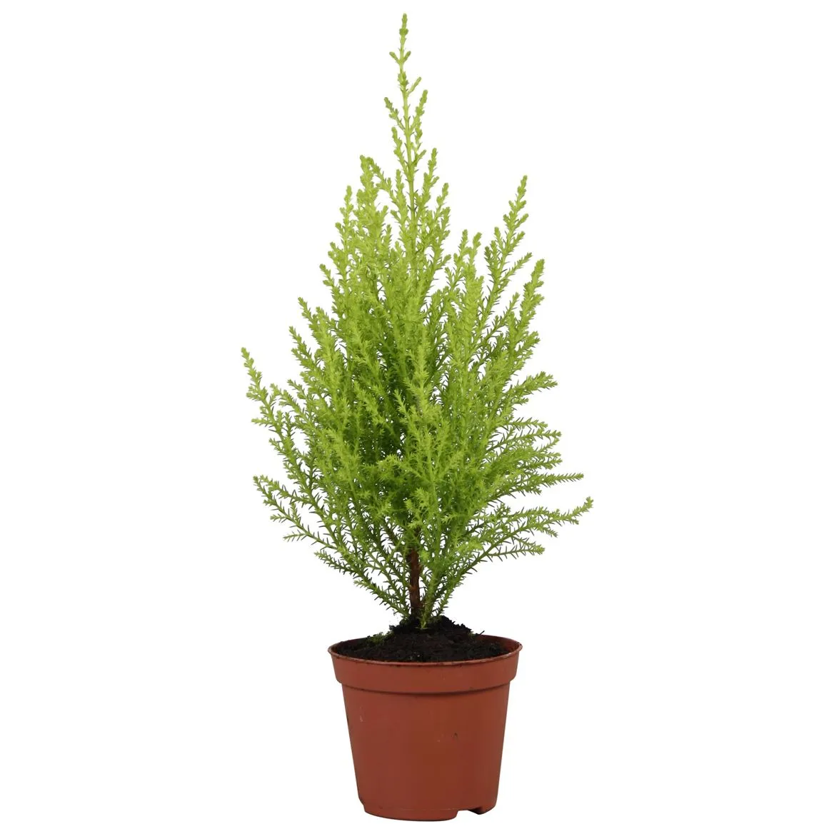 Cupressus Wilma • črepník 8,5 cm