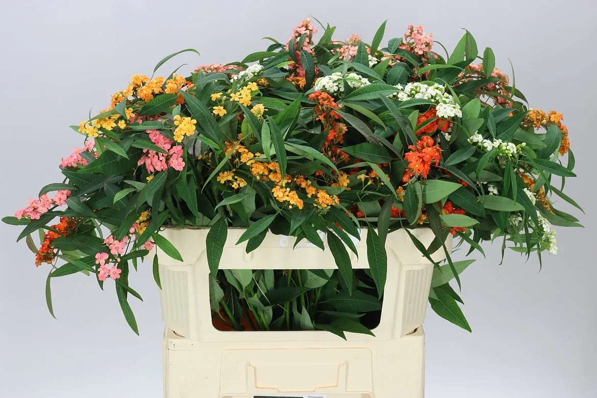 Euphorbia Fu Mixed • 60 cm