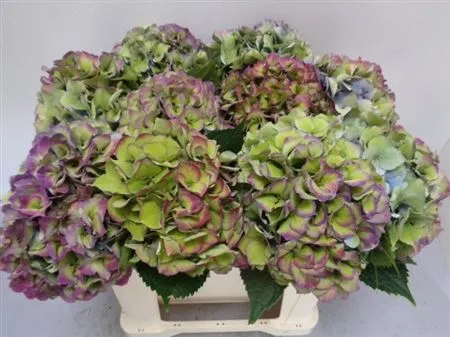 Hortenzia Love Classic • 50 cm