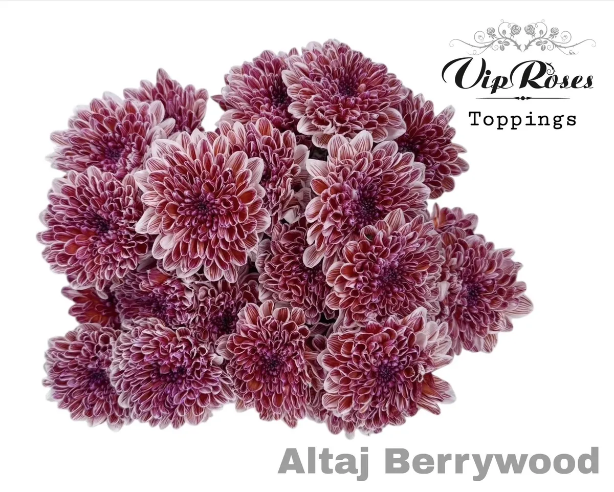 Chryzantéma trsová Altaj Berrywood • 65 cm