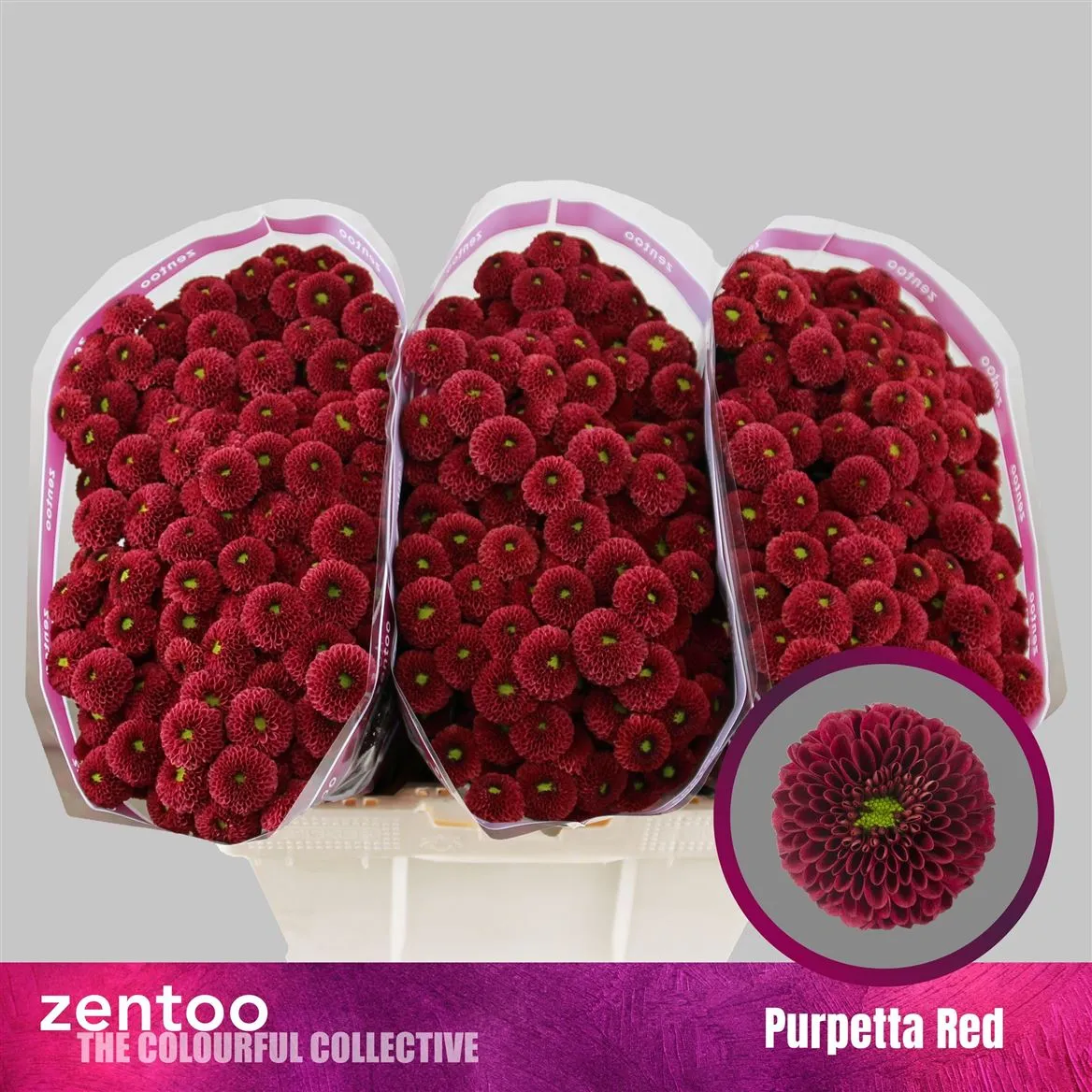 Sant Purpetta Red • 50 cm