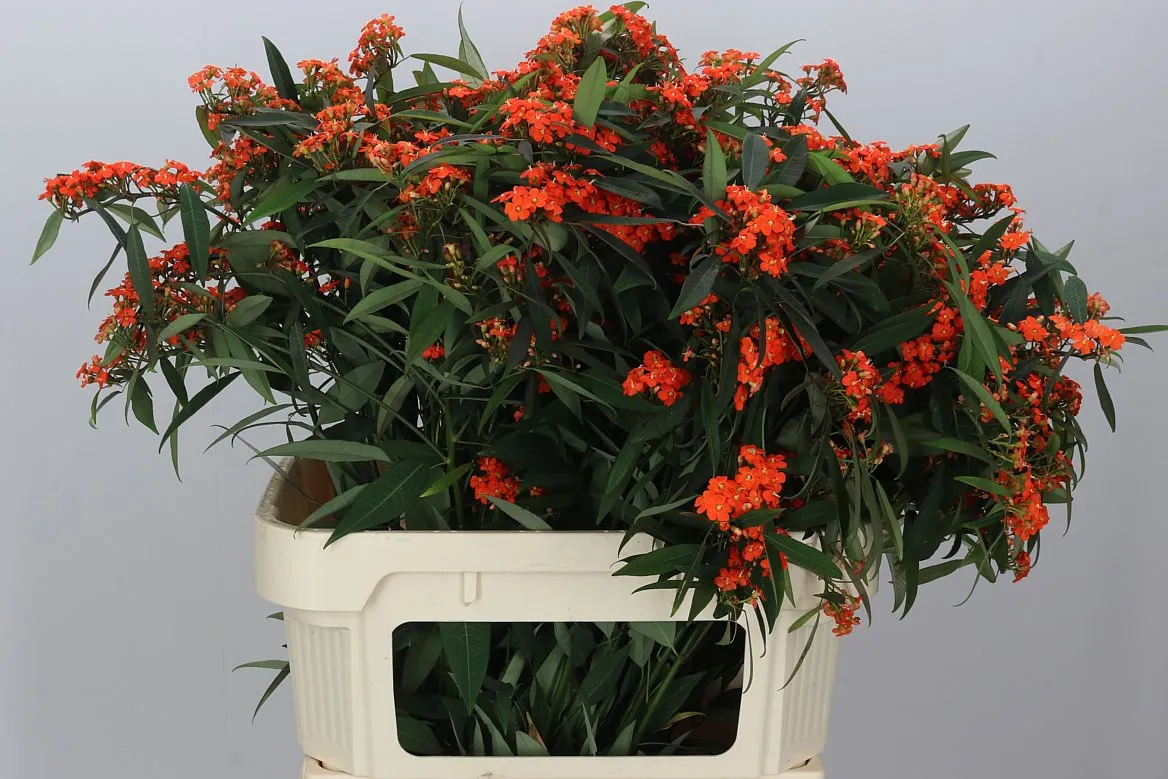 Euphorbia F T Queen Orange • 75 cm