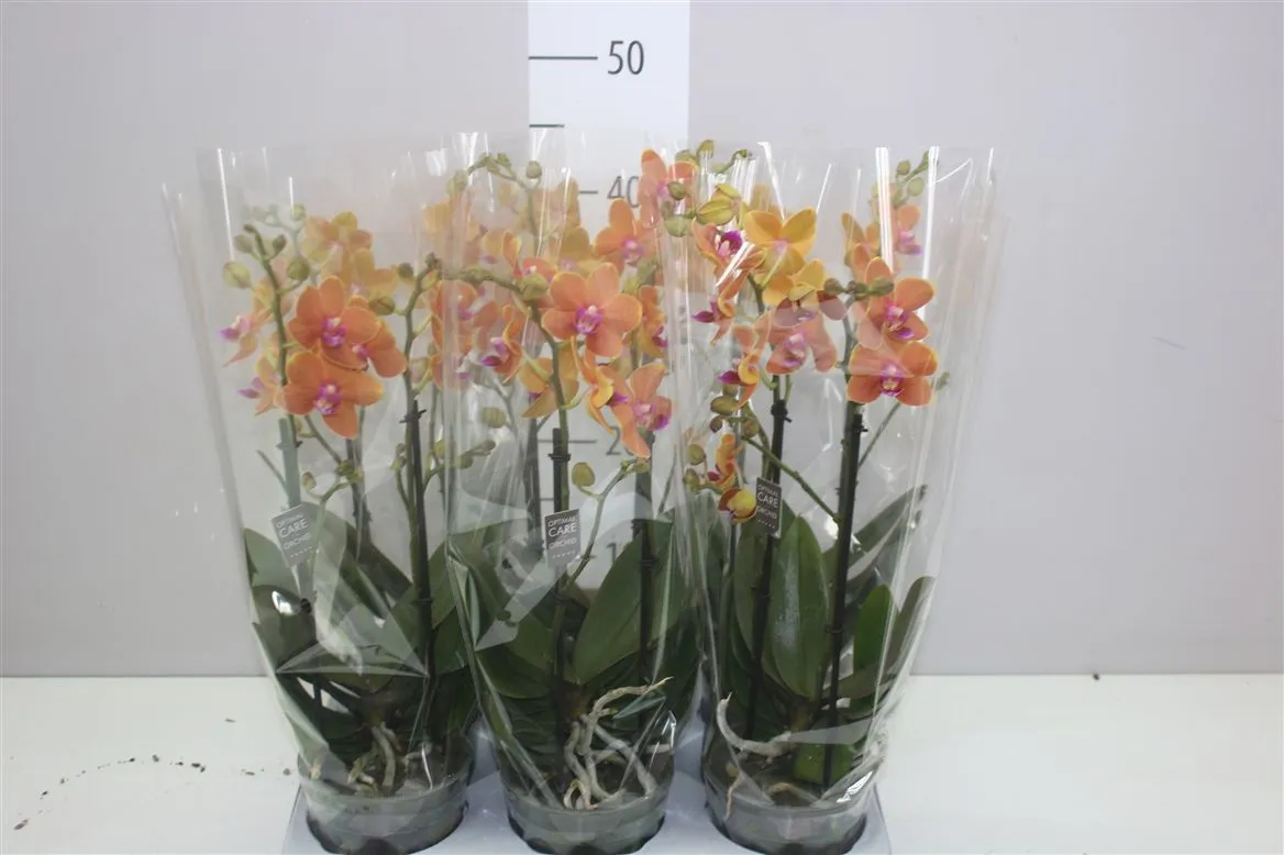 Orchidea Phalaenopsis Mtfl Paprika, 2 výhony • črepník 12 cm