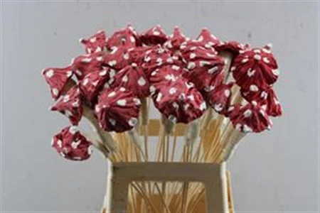 Mushroom Red, sušené • 65 cm