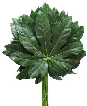 Aralia Super 60 Cm X5 • 60 cm