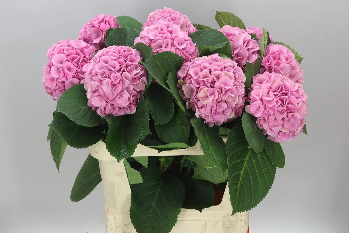 Hortenzia Heaven • 80 cm