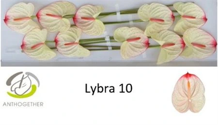 Antúrium Lybra