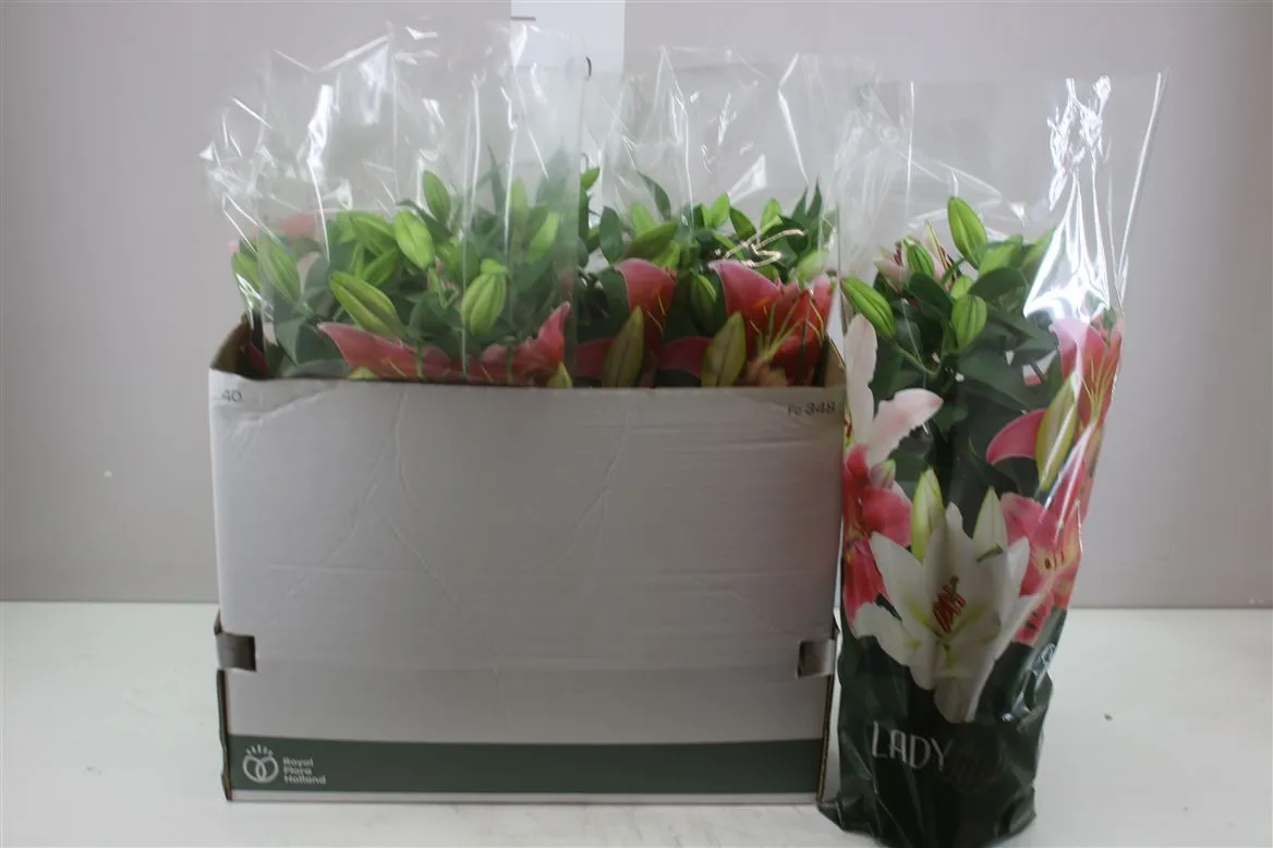 Ľalia orientálna Sunny Robyn 4pp ružová • črepník 19 cm