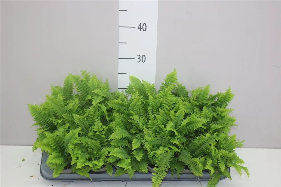 Nephrolepis Green Moment • črepník 9 cm