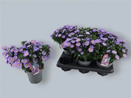 Aster D Alpha Purple Rocket • črepník 12 cm