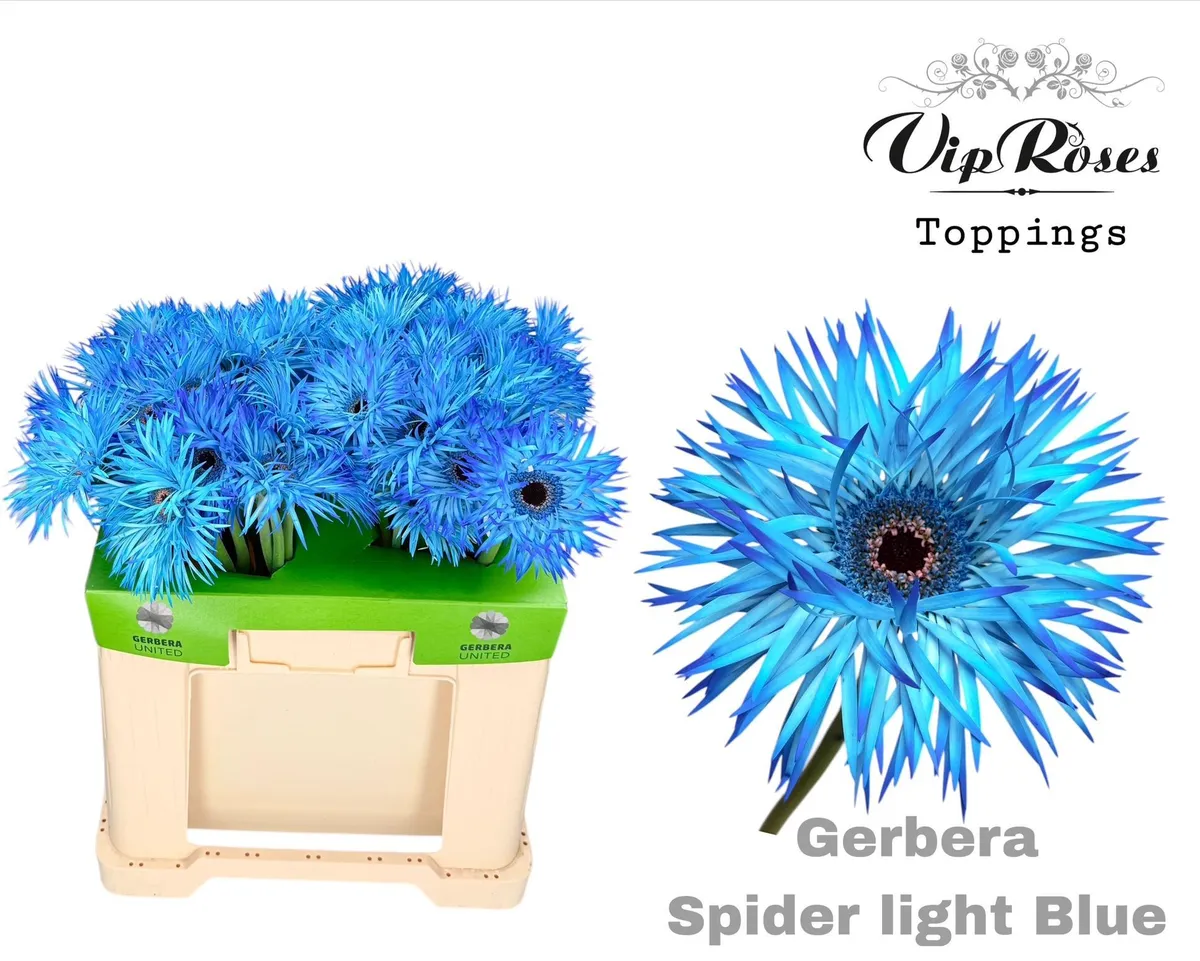 Ge Gs Spider Light Blue • 50 cm
