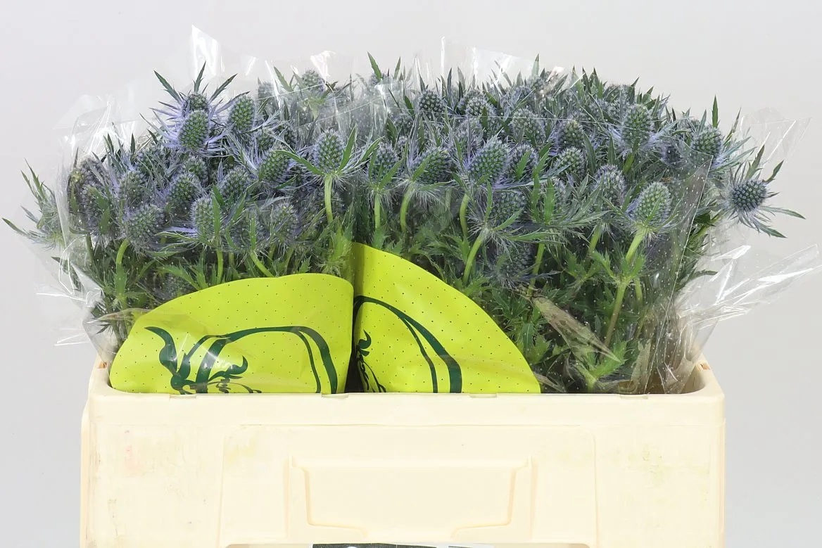 Eryngium Blue Lagoon • 50 cm