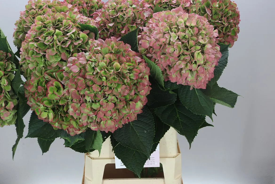Hortenzia Salute Classic • 100 cm