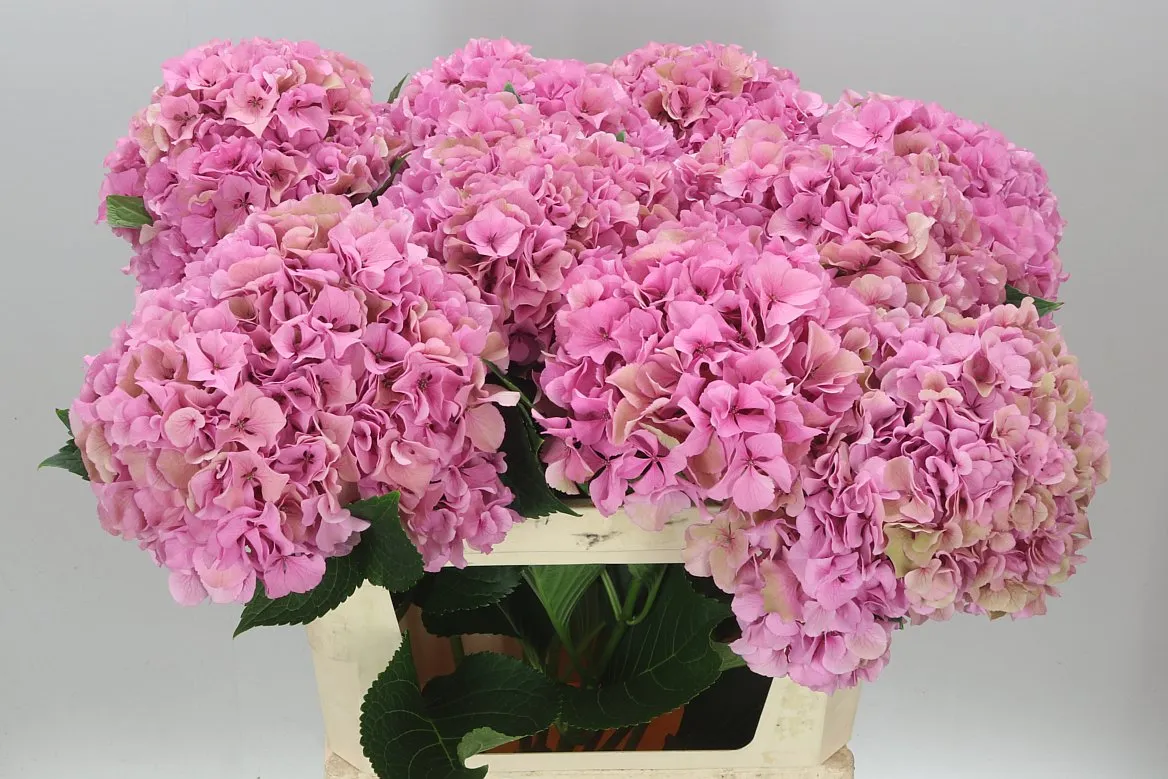 Hyd Parade Pink Classic • 80 cm
