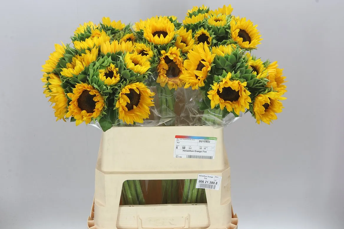 Slnečnica Import • 80 cm