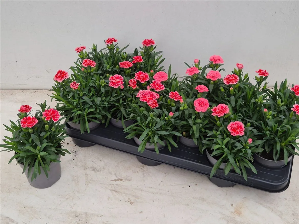 Dianthus Pink • črepník 10,5 cm
