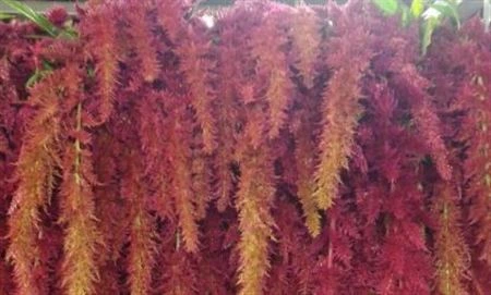 Amarant Trailing Spider Red • 75 cm