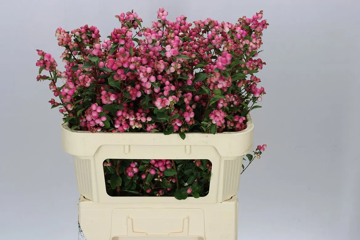 Symph Mag Ruby Fall • 70 cm