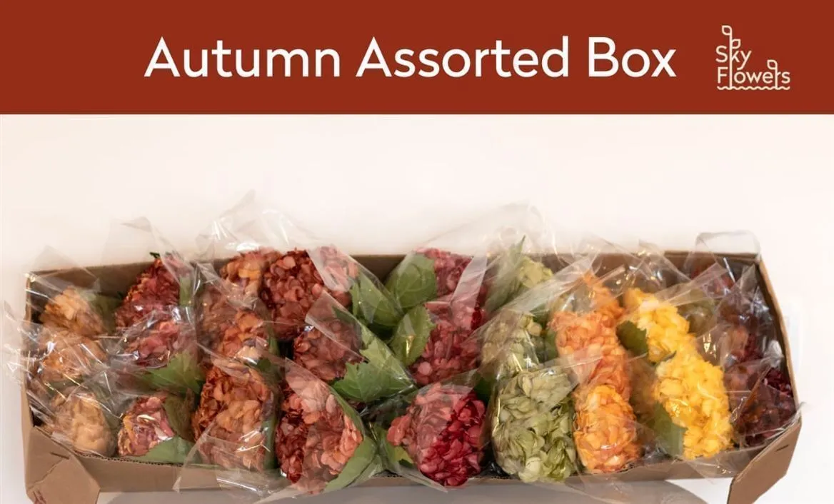 Hyd. Mixed Autumn Air. Box X10 • 60 cm