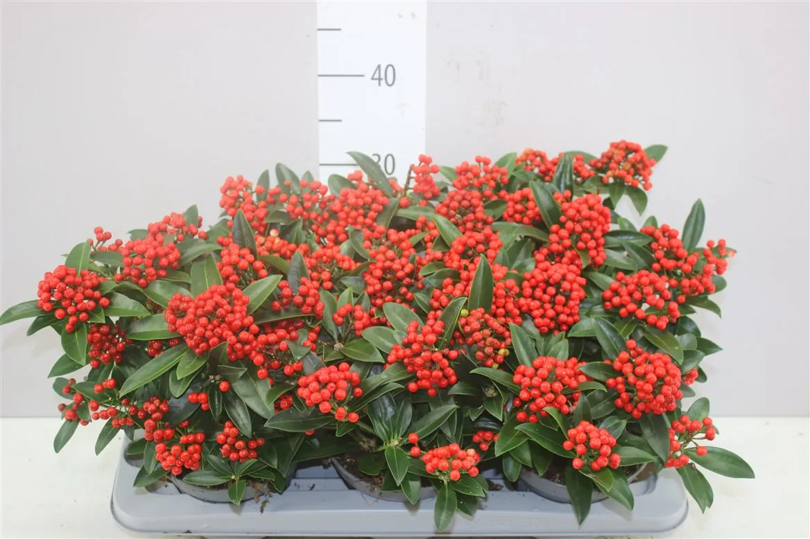 Skimmia Jap. Red Star 10+ • črepník 15 cm