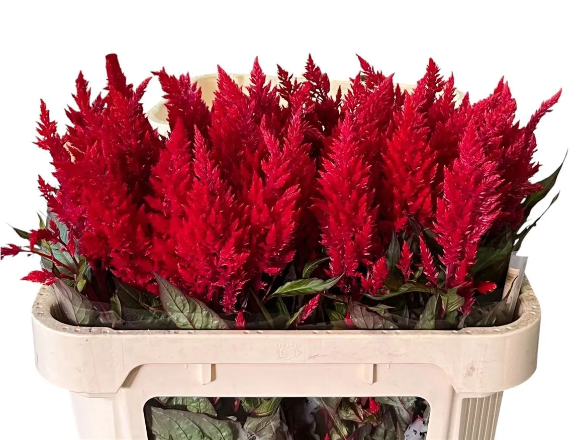 Celosia P Sunday Red • 70 cm