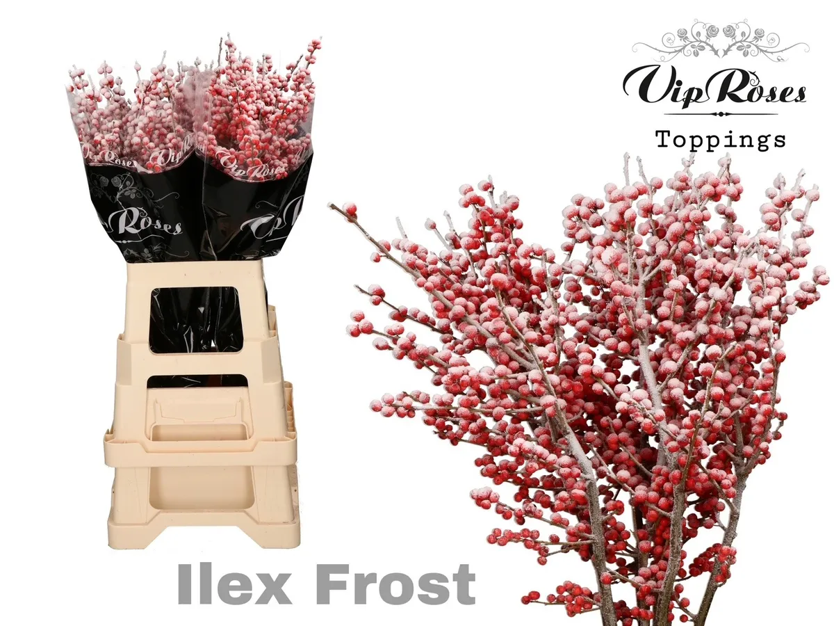 Ilex Frost 60 Cm • 60 cm