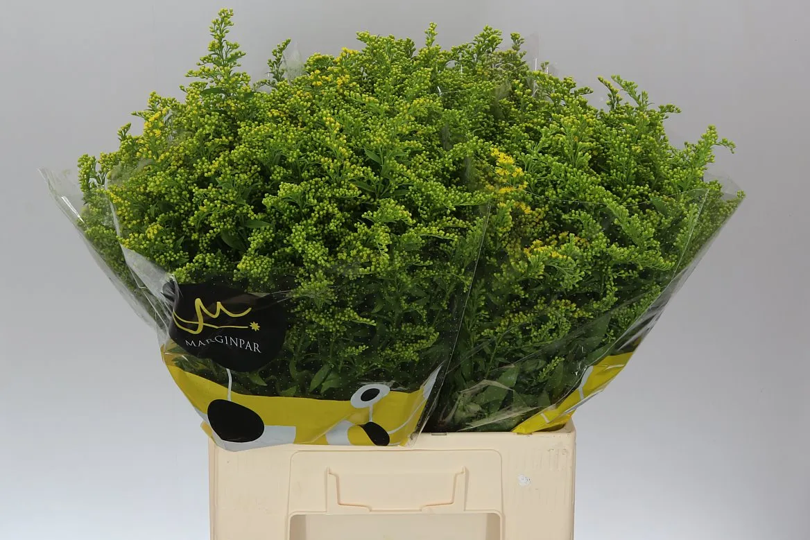 Solidago Golden Glory • 70 cm