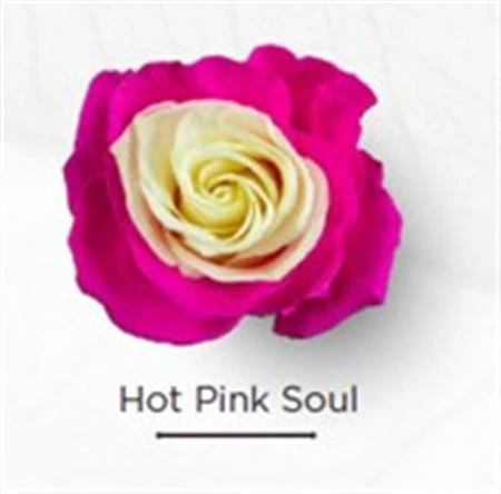Ruža farbená Hot Pink Soul, Ekvádor • 50 cm
