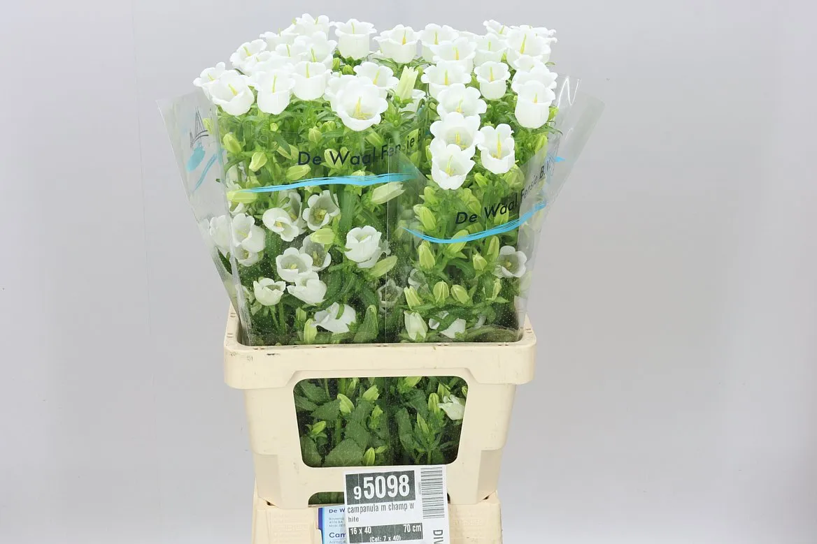 Campanula M Champ White • 70 cm