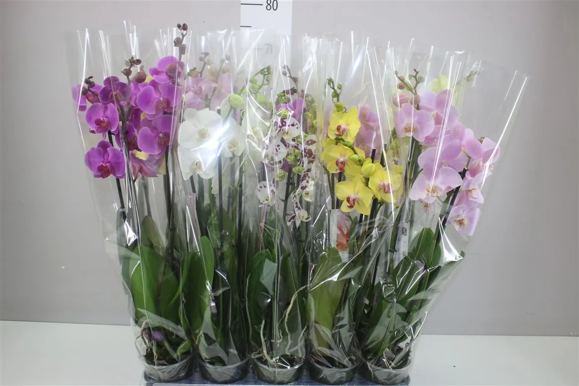 Phal Gemengd 3 Tak Ex • črepník 12 cm