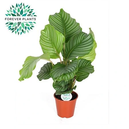 Calathea Orbifolia • črepník 17 cm