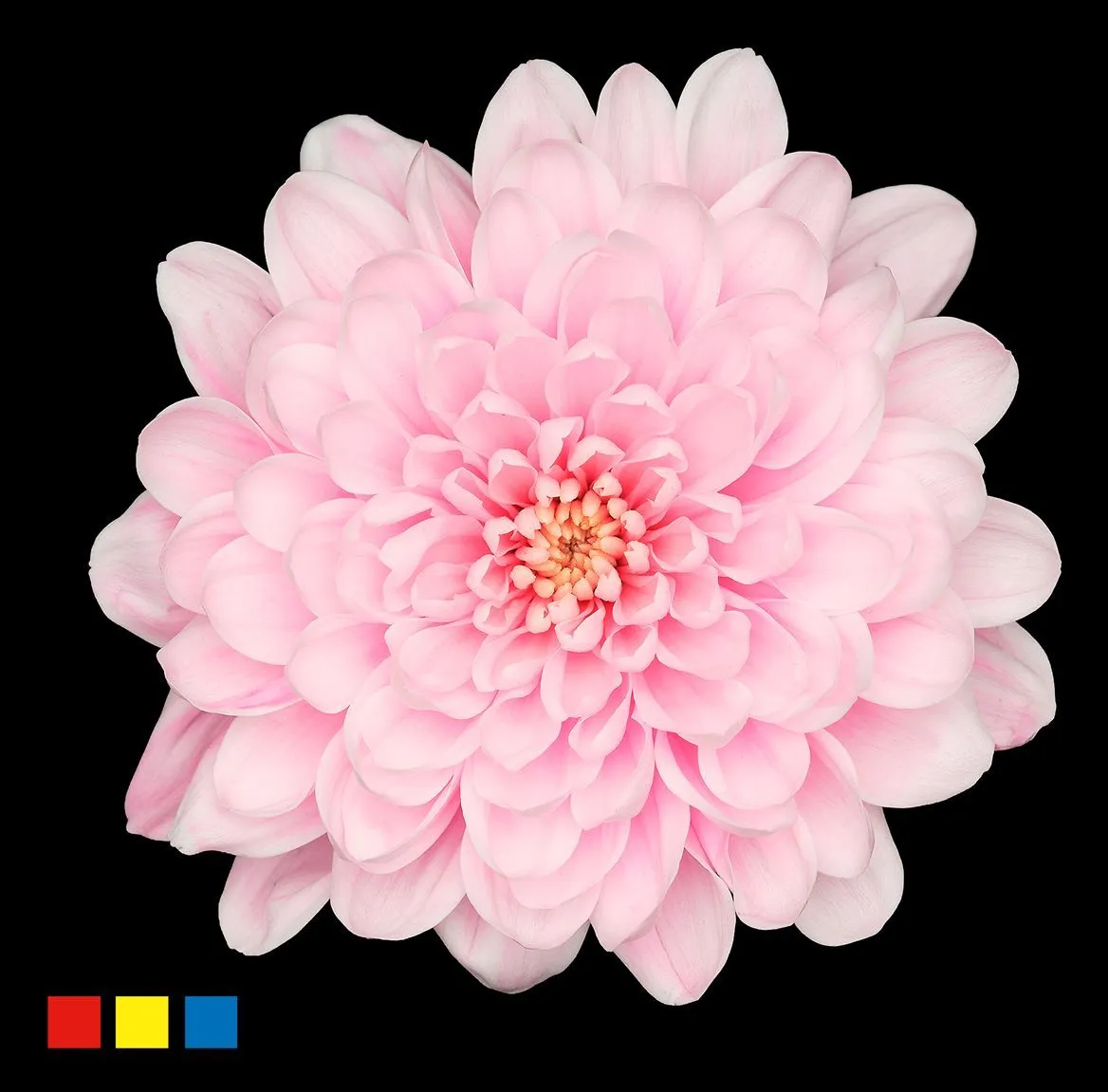Chryzantéma trsová Altaj Pastel Pink • 70 cm