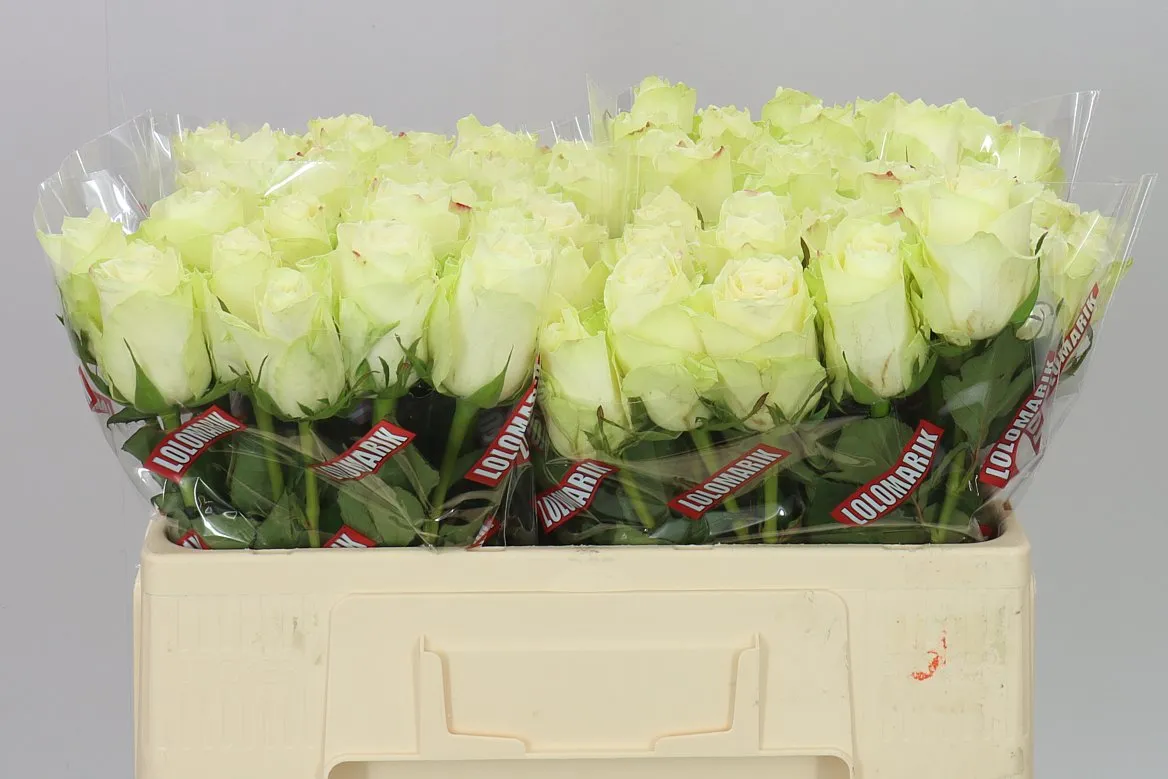 Rosa Gr Athena • 50 cm