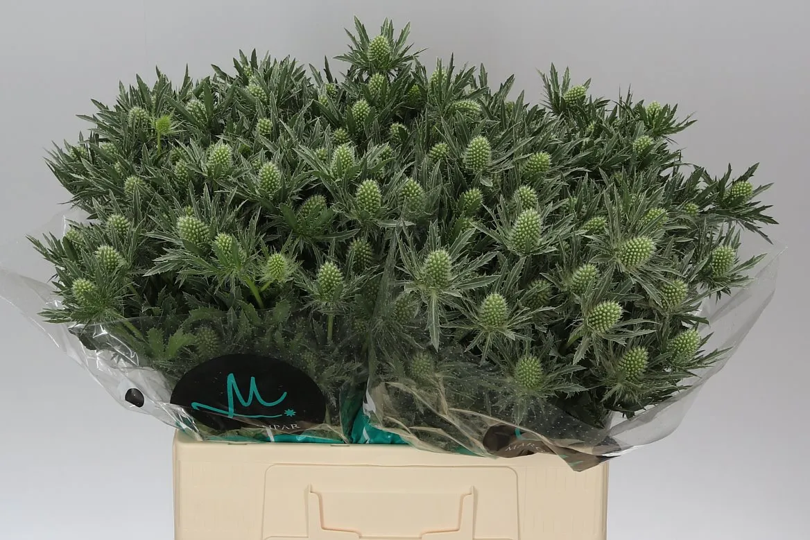 Eryngium Sirius • 60 cm