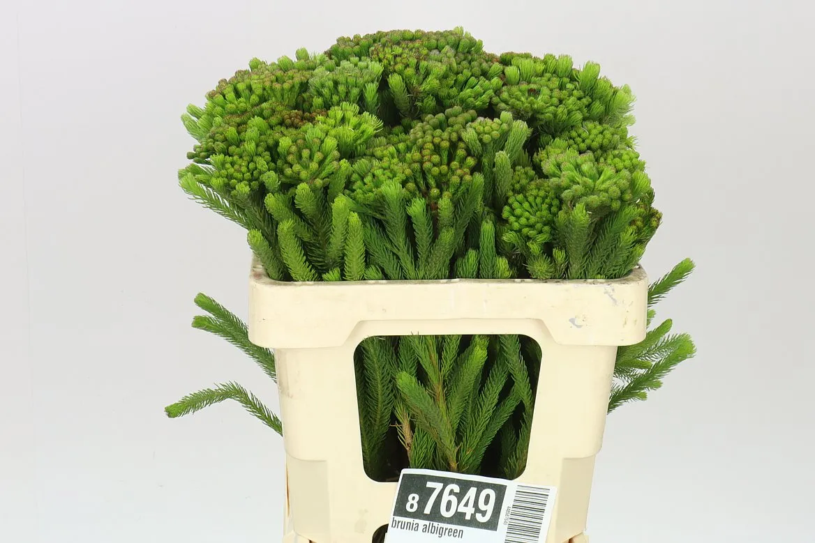 Kaaps Brunia Albigreen • 50 cm
